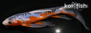 7.5" HI SHUSUI BUTTERFLY