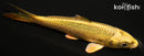 4.5" KI MATSUBA
