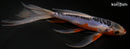 8.25" SHUSUI BUTTERFLY