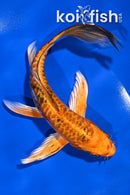 7.25" DOITSU ORENJI MATSUBA BUTTERFLY