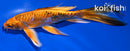 7.25" DOITSU ORENJI MATSUBA BUTTERFLY
