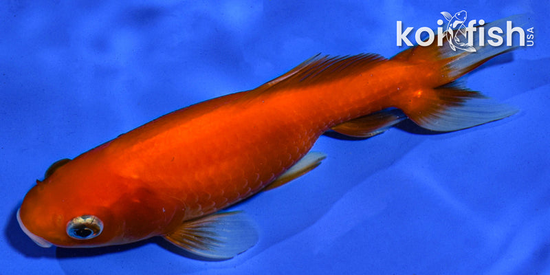 5" WAKIN GOLDFISH