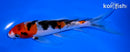 6.5" SANKE BUTTERFLY