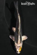 3.75" GINGA