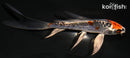 4.75" BENI KIKOKURYU BUTTERFLY