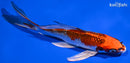7.75" KUJAKU BUTTERFLY