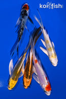 PACK OF (5) 4-5" BUTTERFLY KOI