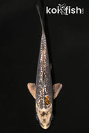 4.5" GINRIN BENI GINGA