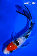 5" TANCHO SANKE BUTTERFLY