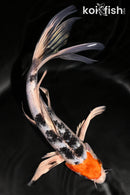 9.75" SANKE BUTTERFLY
