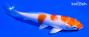 5.5" HARIWAKE