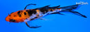 4.75" SANKE BUTTERFLY