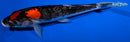 10.5" DOITSU GOSHIKI