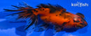 4" CALICO TELESCOPE FANTAIL GOLDFISH