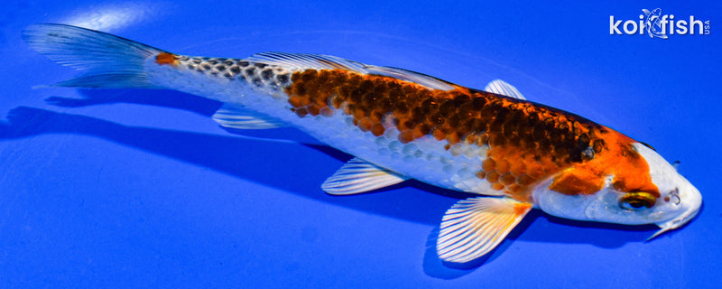 6.5" KUJAKU