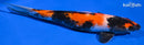 11.75" SHOWA