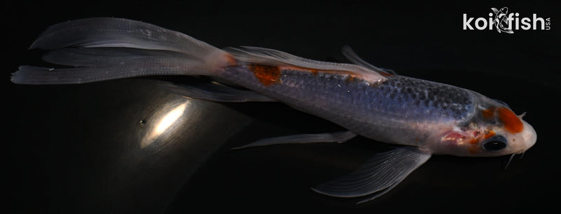 5.25" ASAGI BUTTERFLY