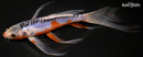 8.25" SHUSUI BUTTERFLY