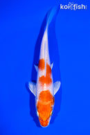 5.5" HARIWAKE