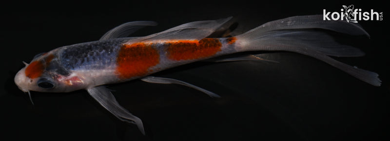 5.25" ASAGI BUTTERFLY