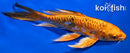 7.25" DOITSU ORENJI MATSUBA BUTTERFLY