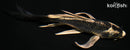 5.75" KABUTO BUTTERFLY