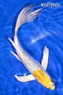 9.75" GINRIN KUJAKU BUTTERFLY