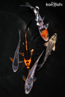 PACK OF (5) 3.5-4.5" STANDARD KOI