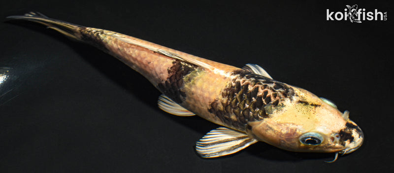7.75" KIN KI UTSURI