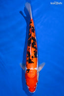 15" DOITSU AKA SANKE