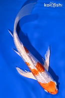 9" GINRIN HARIWAKE BUTTERFLY