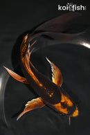 7.75" KIN ORENJI MATSUBA BUTTERFLY