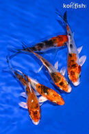 PACK OF (5) 3.75-4.25" STANDARD KOI