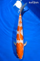 15.25" DOITSU OCHIBA SHIGURE