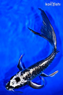 10" KIKOKURYU