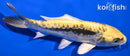 6.25" KIN KIKOKURYU