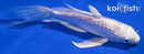 6.5" GINRIN PLATINUM OGON BUTTERFLY