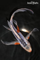 8.25" SHUSUI BUTTERFLY