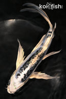 7.5" KIKOKURYU BUTTERFLY