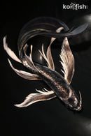 10.25" KIKOKURYU BUTTERFLY