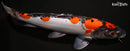 14.5" DOITSU GOSHIKI