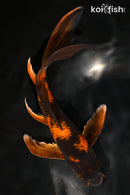 9" HI UTSURI BUTTERFLY