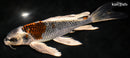 9.25" BENI GINGA BUTTERFLY
