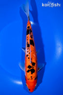 10.5" DOITSU SANKE