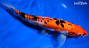 10.5" DOITSU SANKE