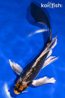 8.25" BENI GINGA BUTTERFLY
