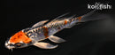 4.75" BENI KIKOKURYU BUTTERFLY