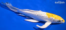 9.75" GINRIN KUJAKU BUTTERFLY