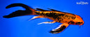 9" ORENJI MATSUBA BUTTERFLY