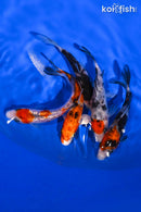 PACK OF (5) 4-5" STANDARD KOI